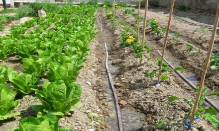 Δελτίο Τύπου Ο.Κ.Π.Α.Π.Α.: «Δημιουργία νέων αγροτεμαχίων στους Δημοτικούς Λαχανόκηπους»
